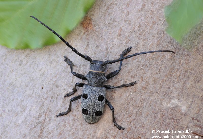 kozlíček, Morimus funereus Mulsant, 1863, Lamiinae, Cerambycidae (Brouci, Coleoptera)